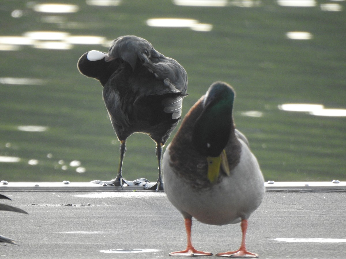 Mallard - ML643585188