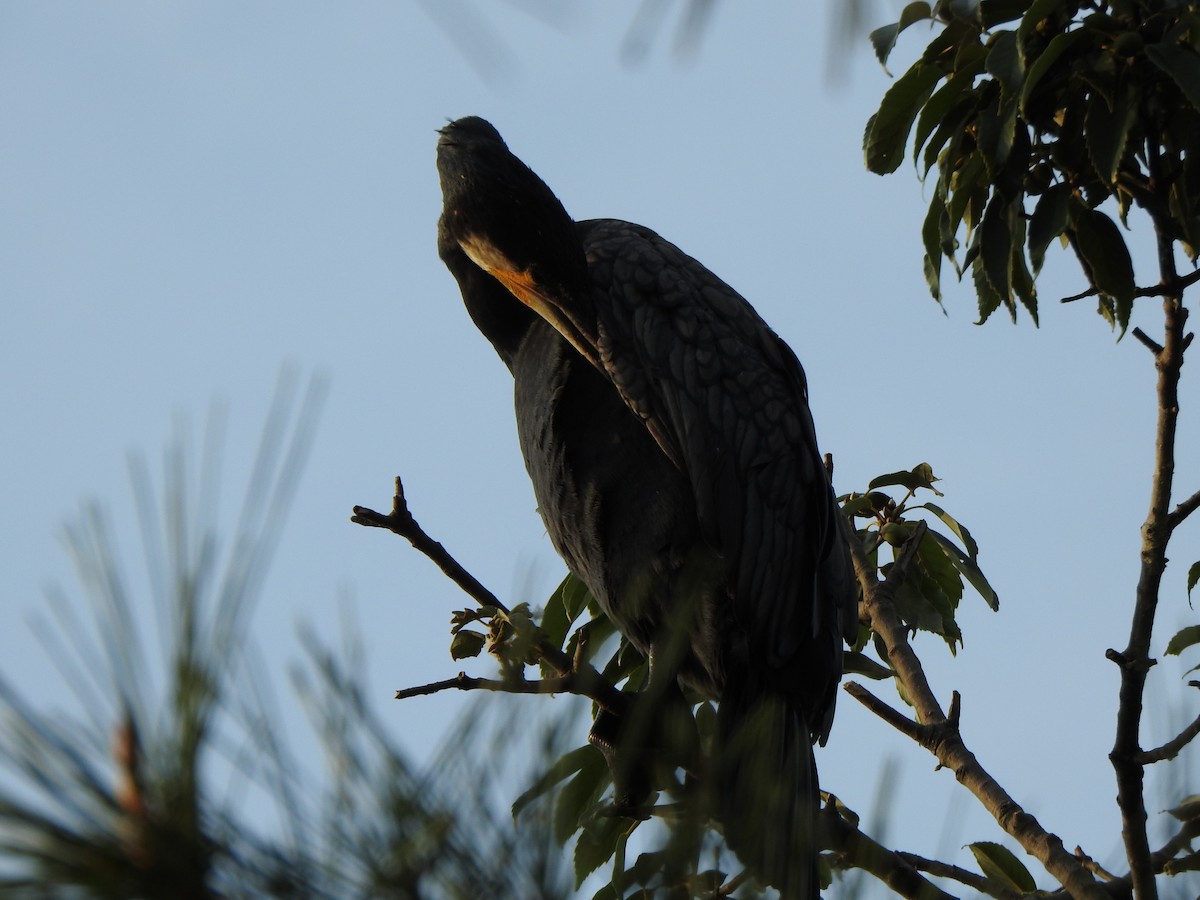 Great Cormorant - ML643585192