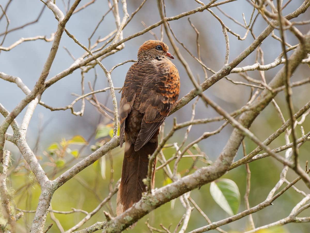 Little Cuckoo-Dove - ML643585194