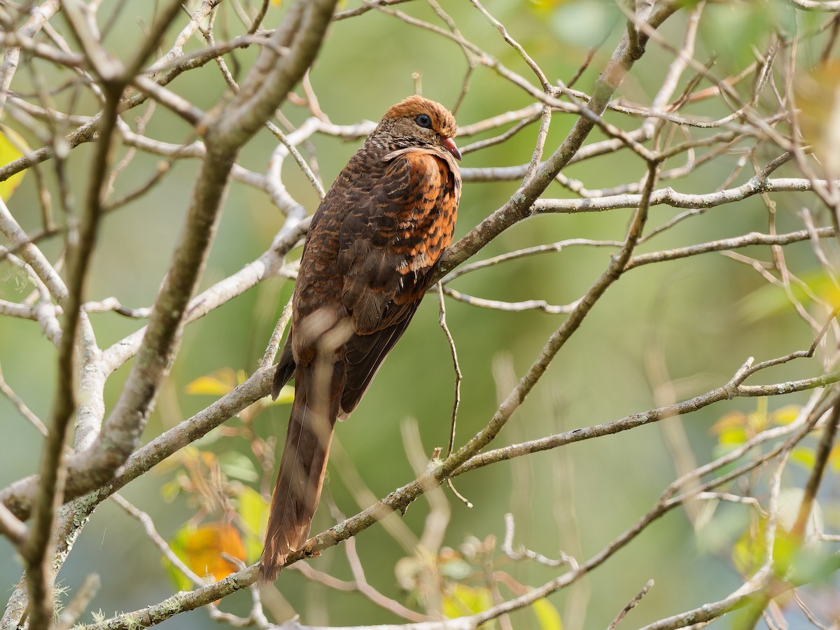 Little Cuckoo-Dove - ML643585195