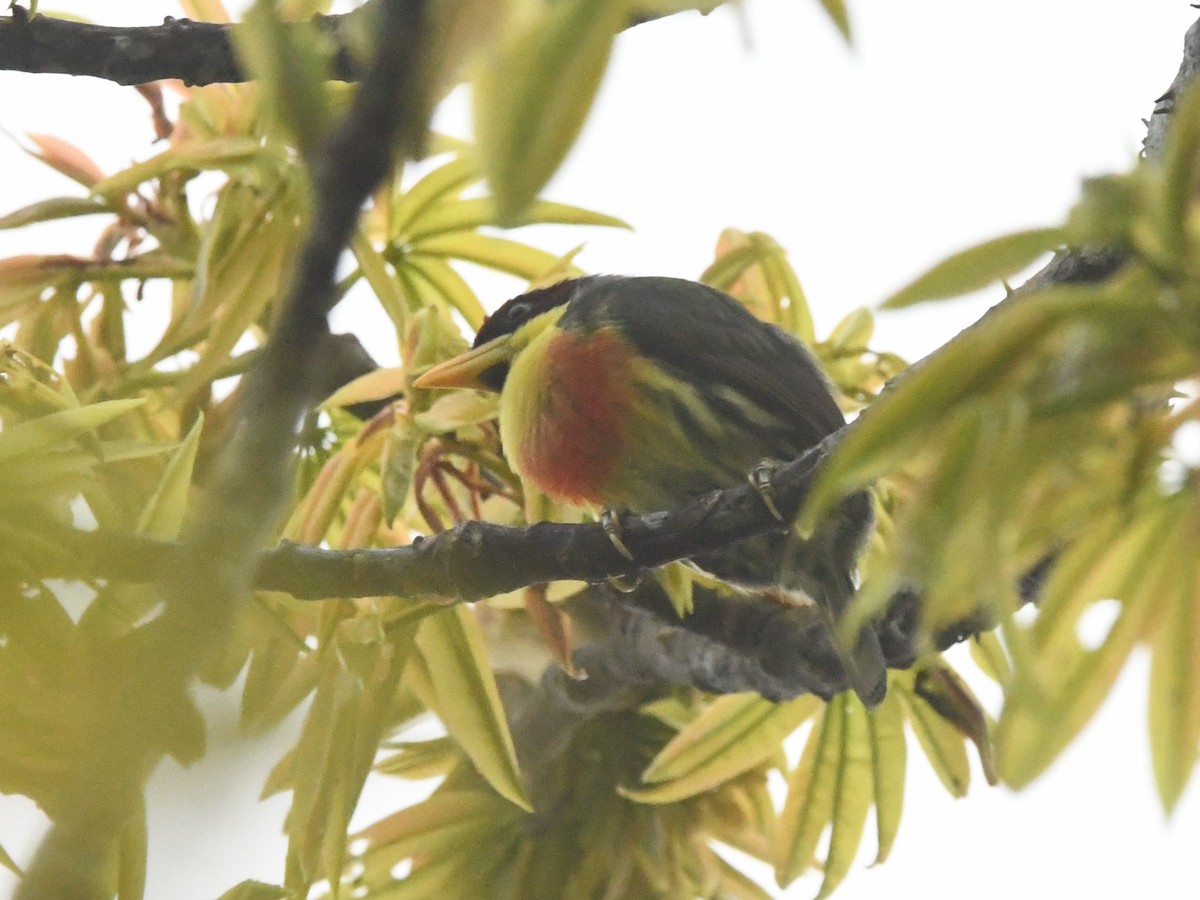 Lemon-throated Barbet (Lemon-throated) - ML643585196
