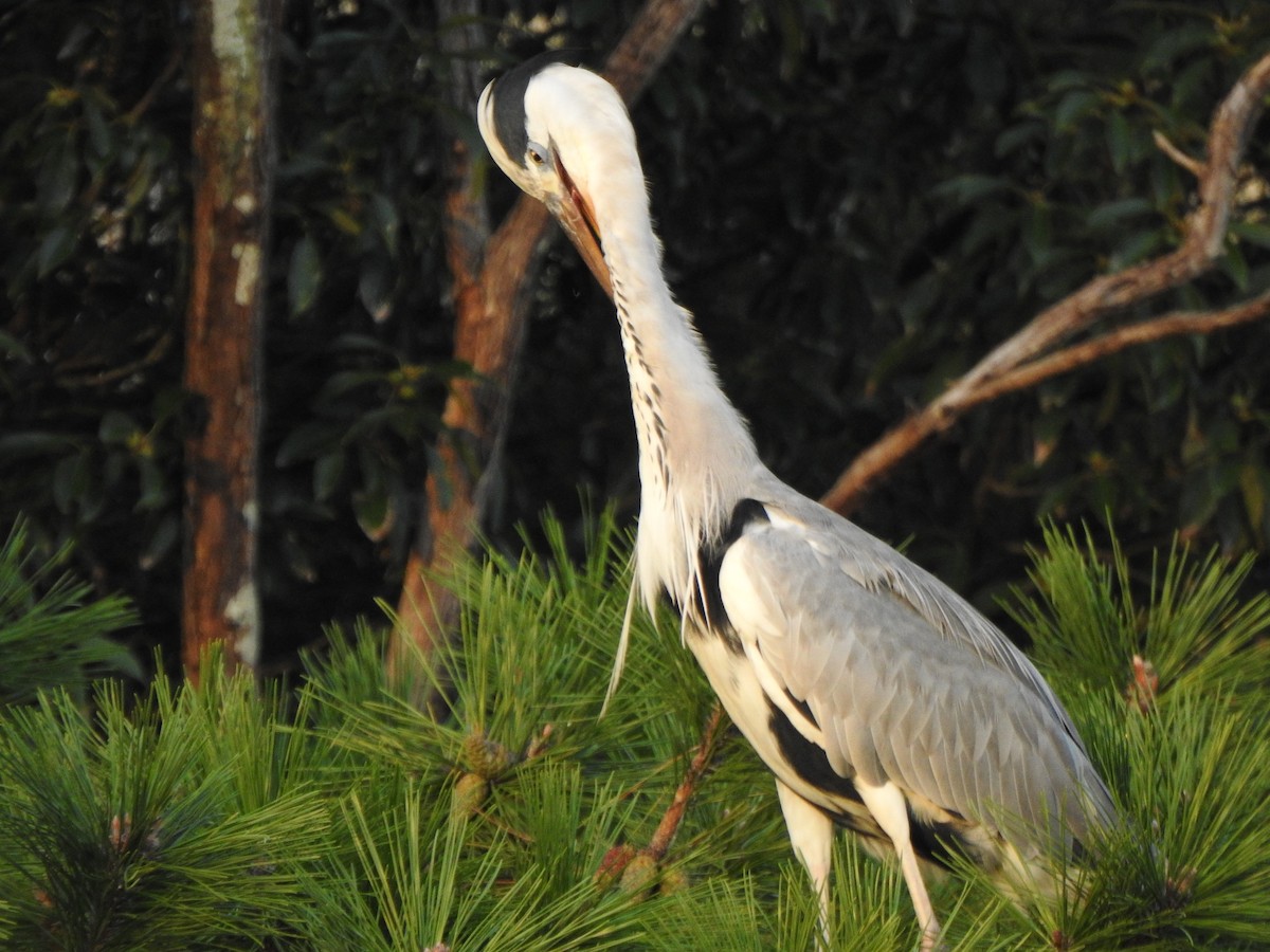 Gray Heron - ML643585197
