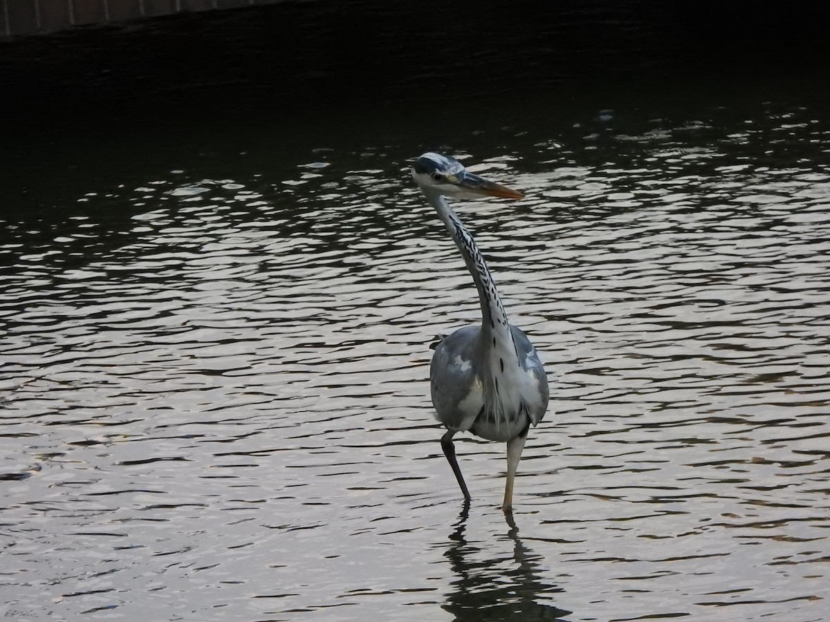 Gray Heron - ML643585198
