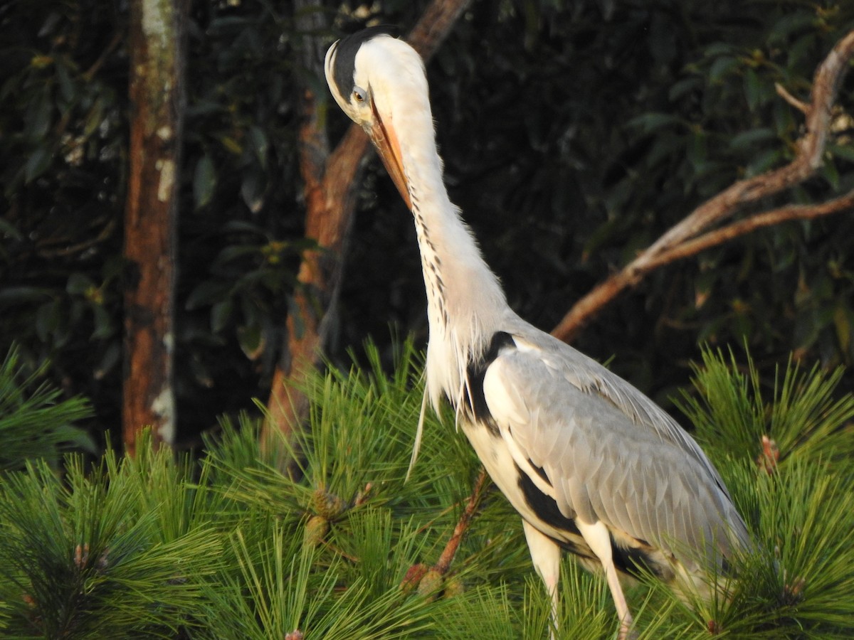 Gray Heron - ML643585199