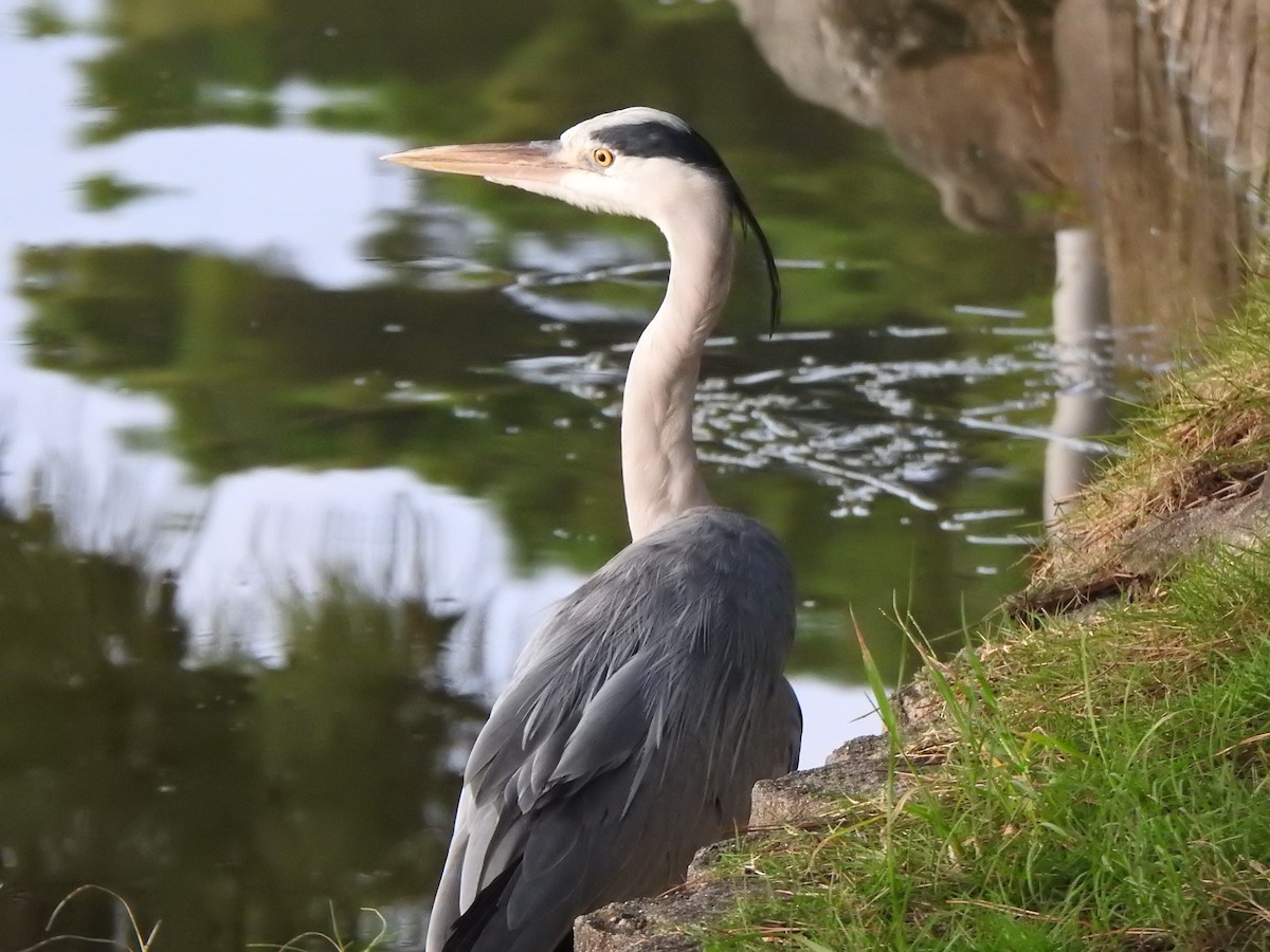 Gray Heron - ML643585200