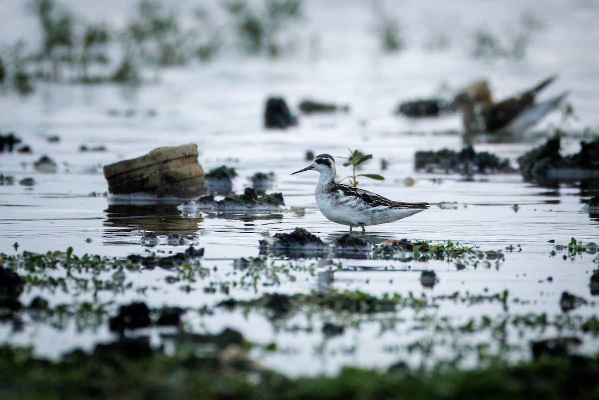 Red-necked Phalarope - ML643585203