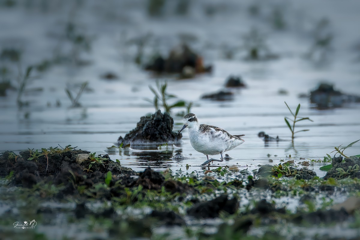 Red-necked Phalarope - ML643585206