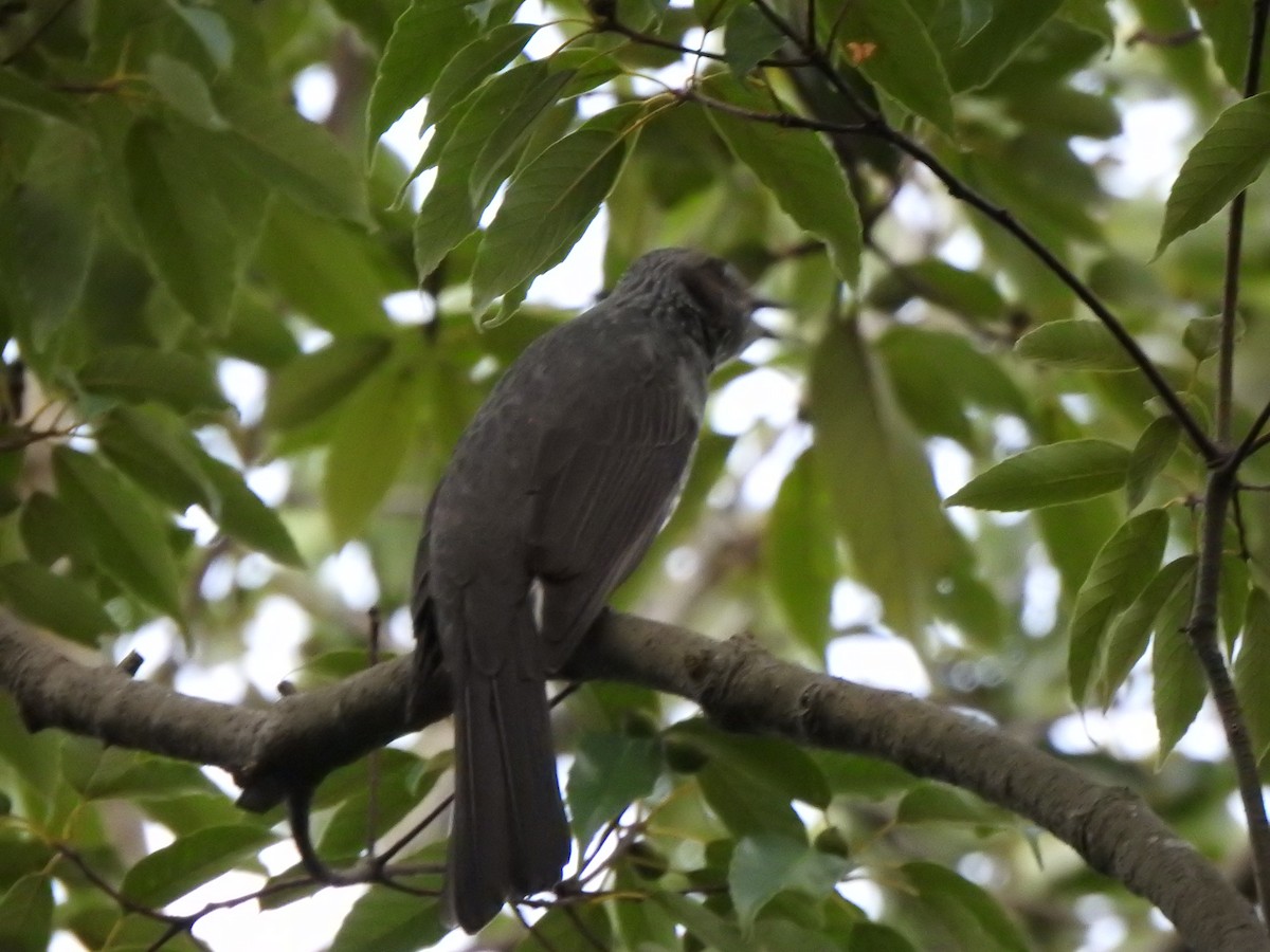 Brown-eared Bulbul - ML643585210