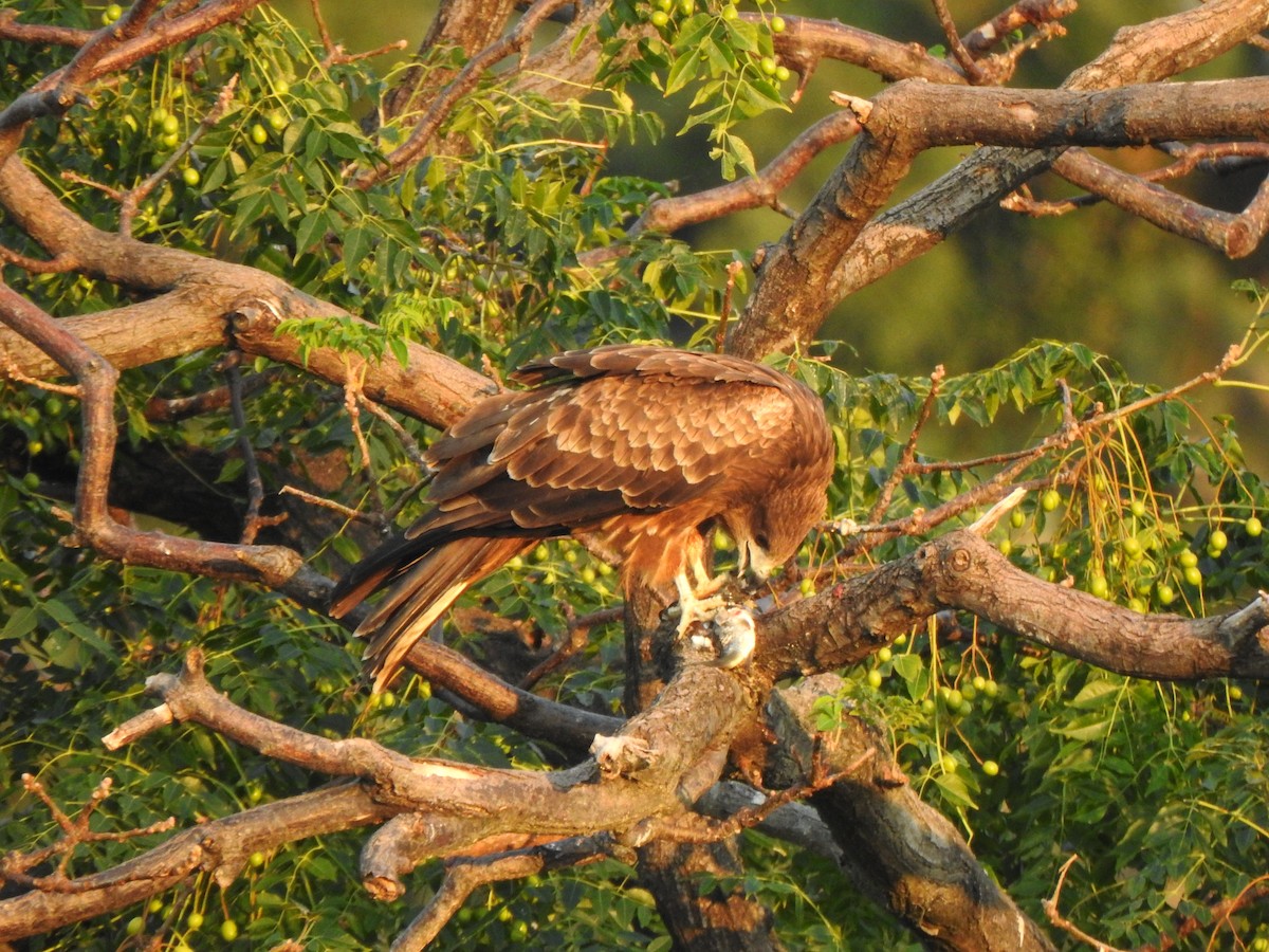 Black Kite - ML643585231
