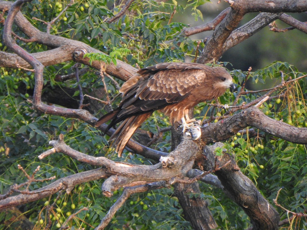 Black Kite - ML643585233
