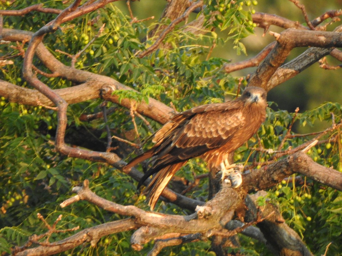 Black Kite - ML643585242