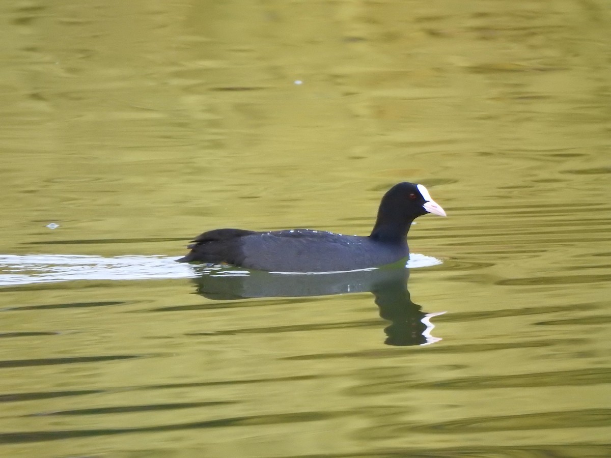 Eurasian Coot - ML643585251