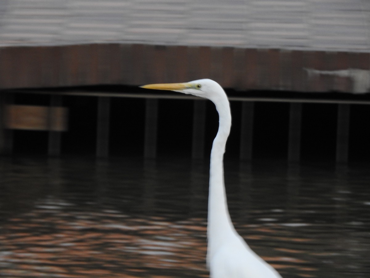 Great Egret - ML643585258