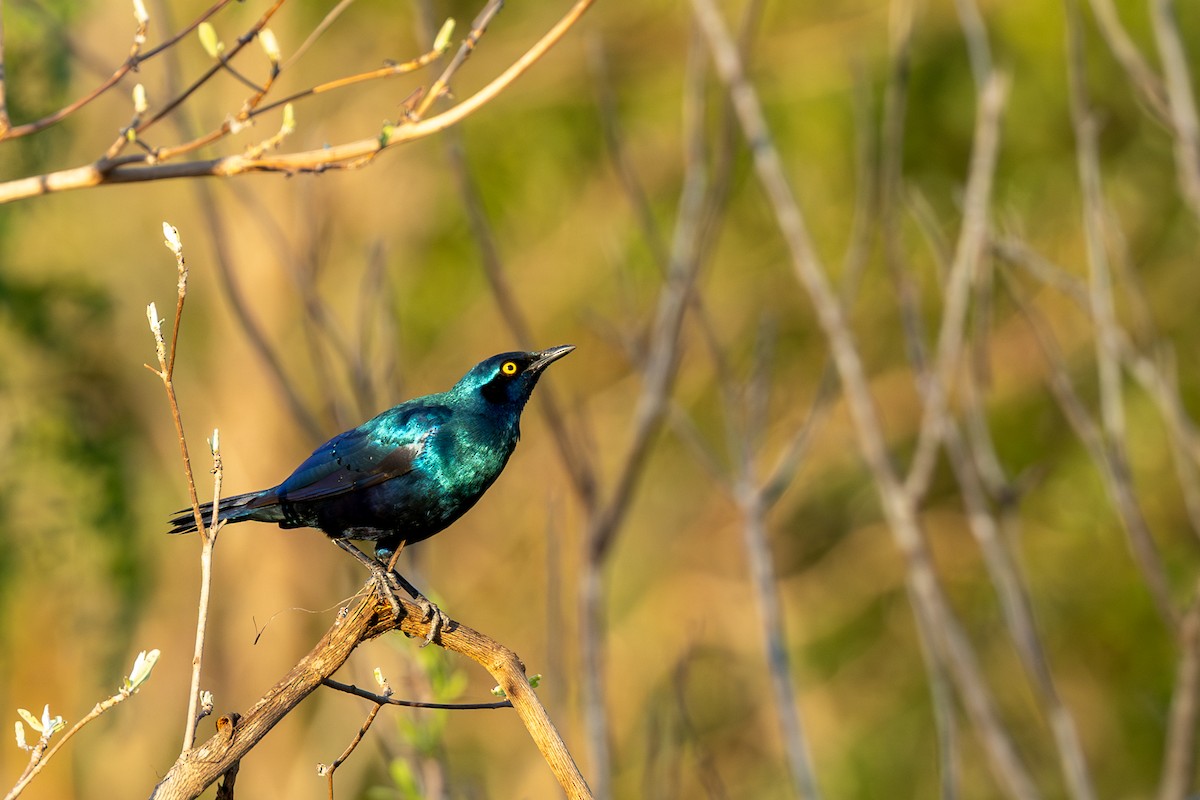 Greater Blue-eared Starling - ML643585264
