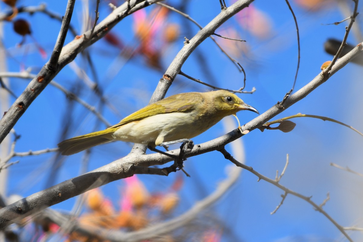 Brown Honeyeater - ML643585281