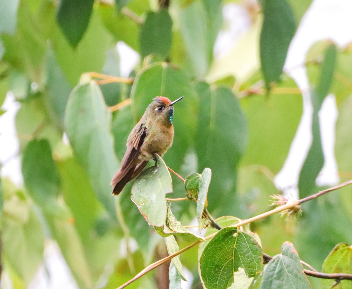 Rufous-capped Thornbill - ML643585371