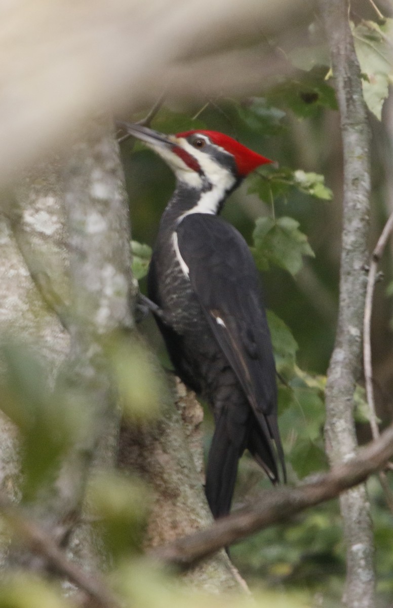 Pileated Woodpecker - ML643585388