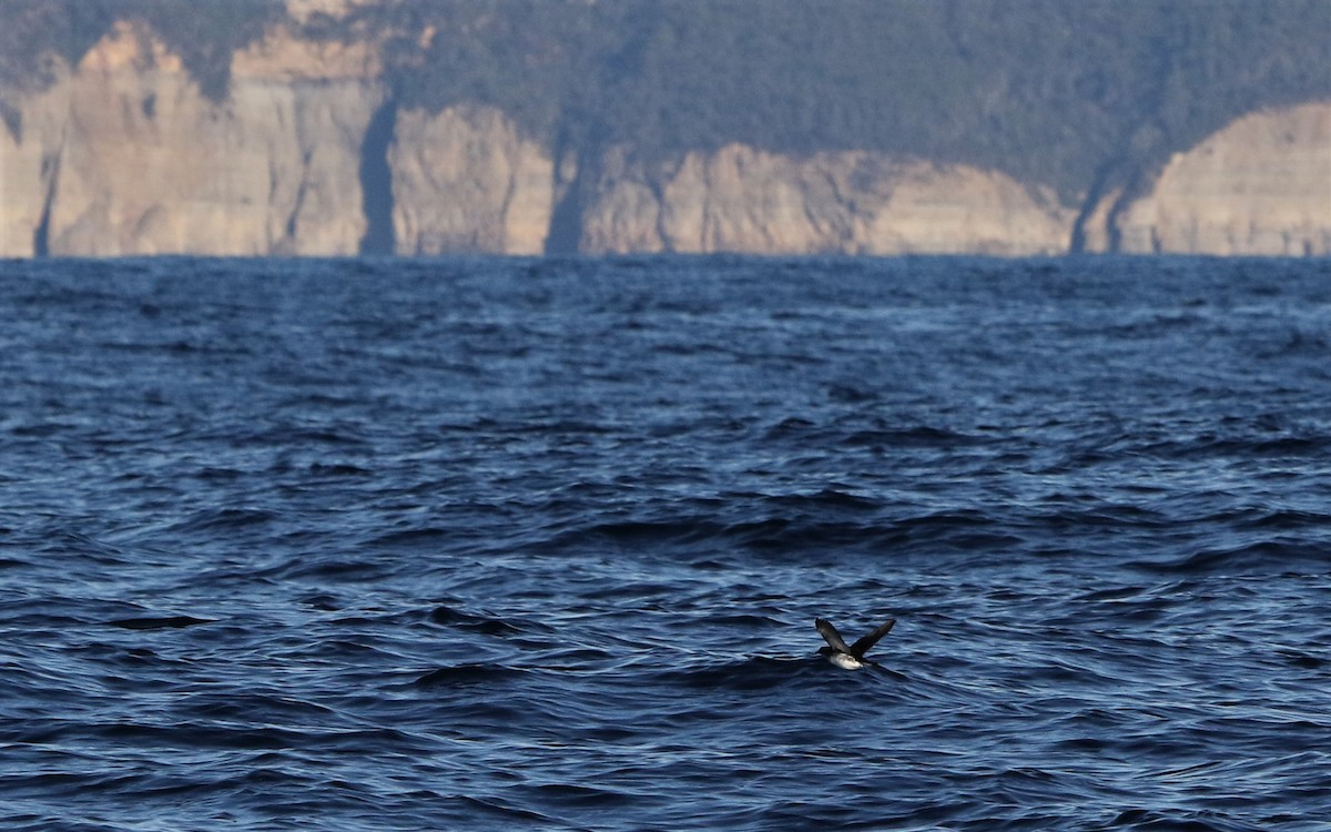 Puffinure plongeur - ML643585389