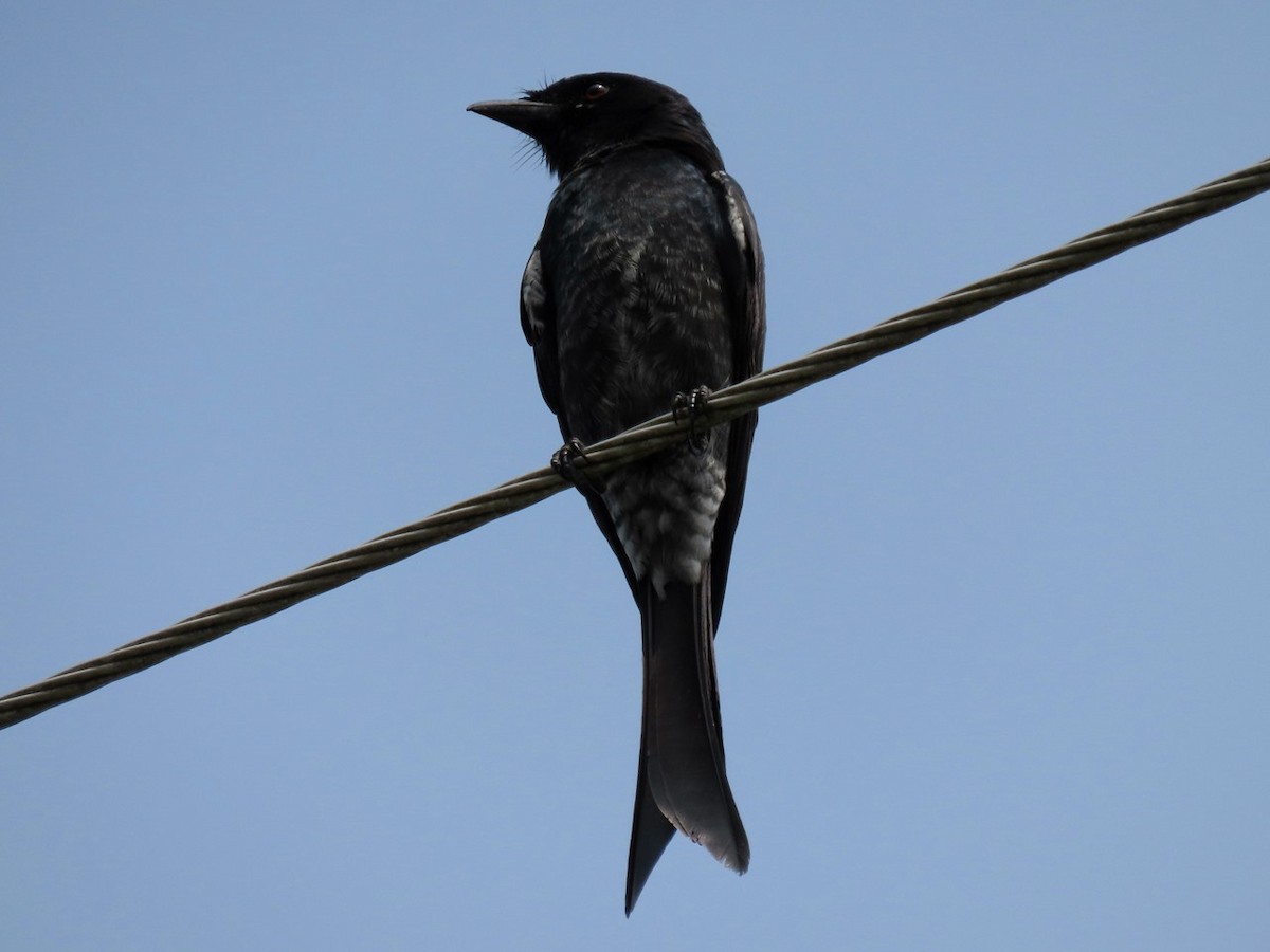 Kara Drongo - ML643585400