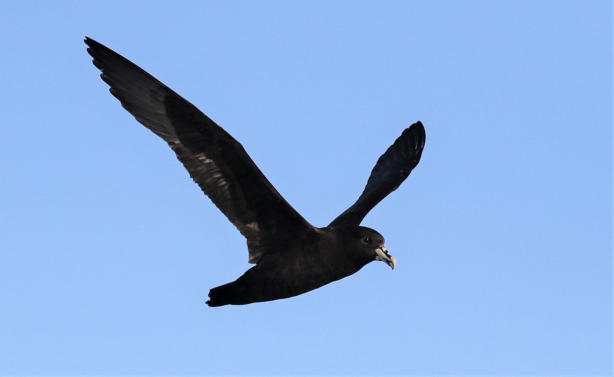 White-chinned Petrel - ML643585408