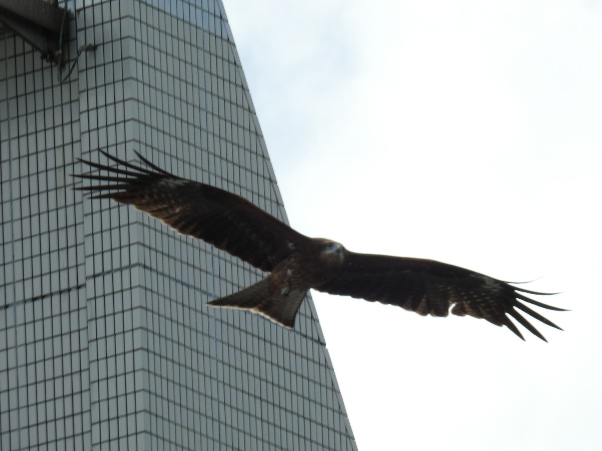 Black Kite - ML643585409