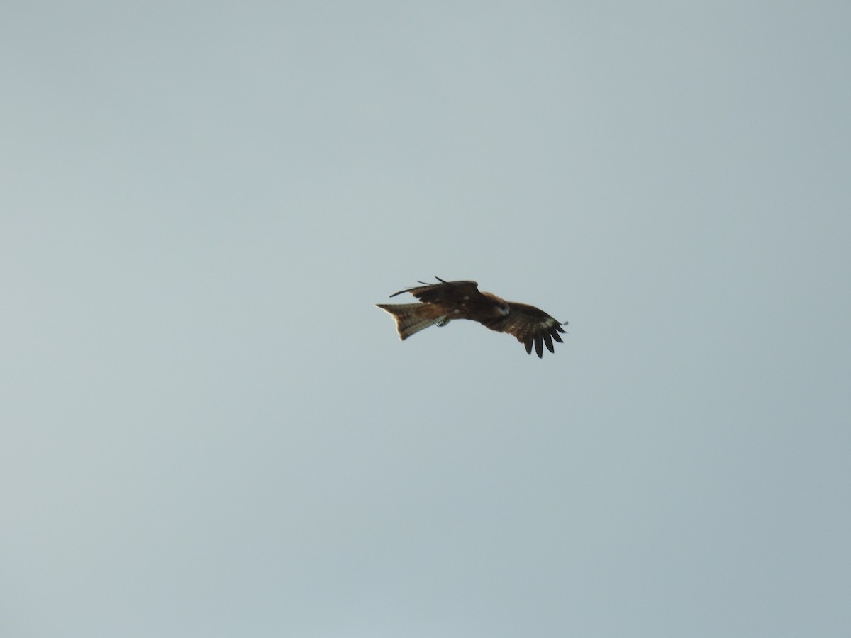 Black Kite - ML643585410