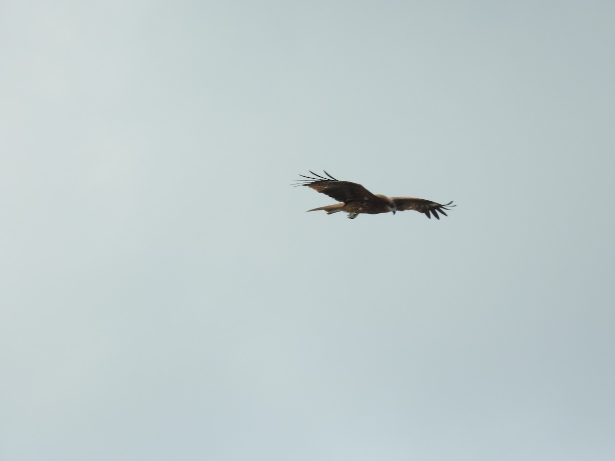Black Kite - ML643585411