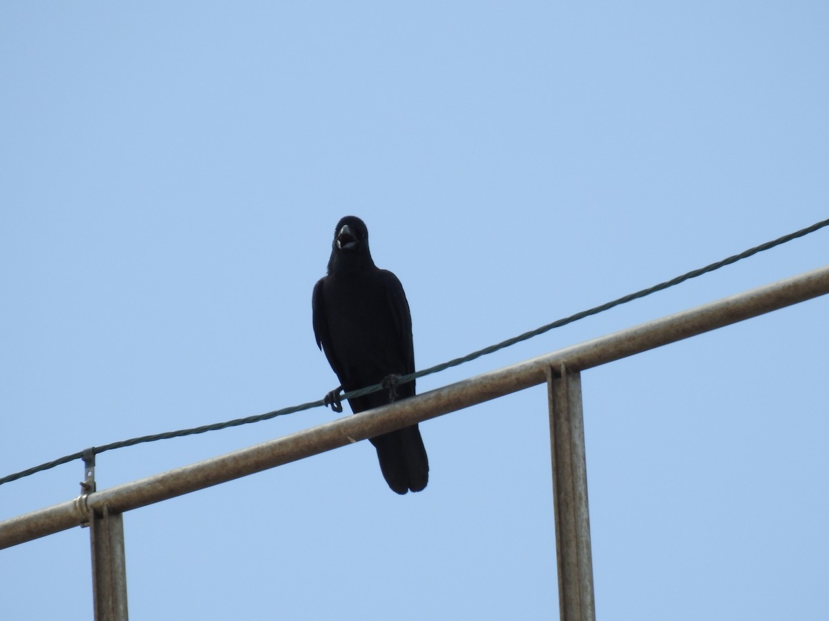 Large-billed Crow - ML643585412