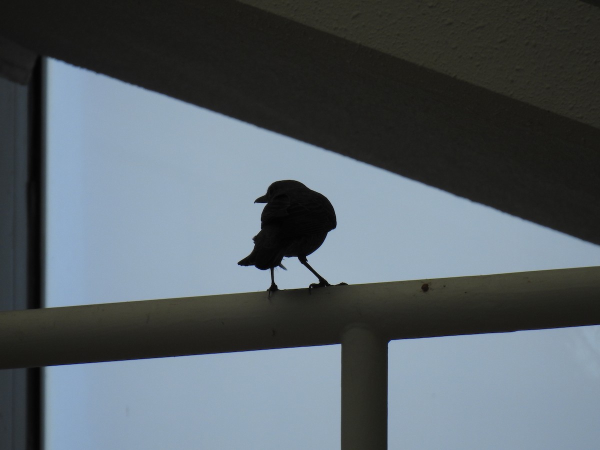 Blue Rock-Thrush - ML643585414