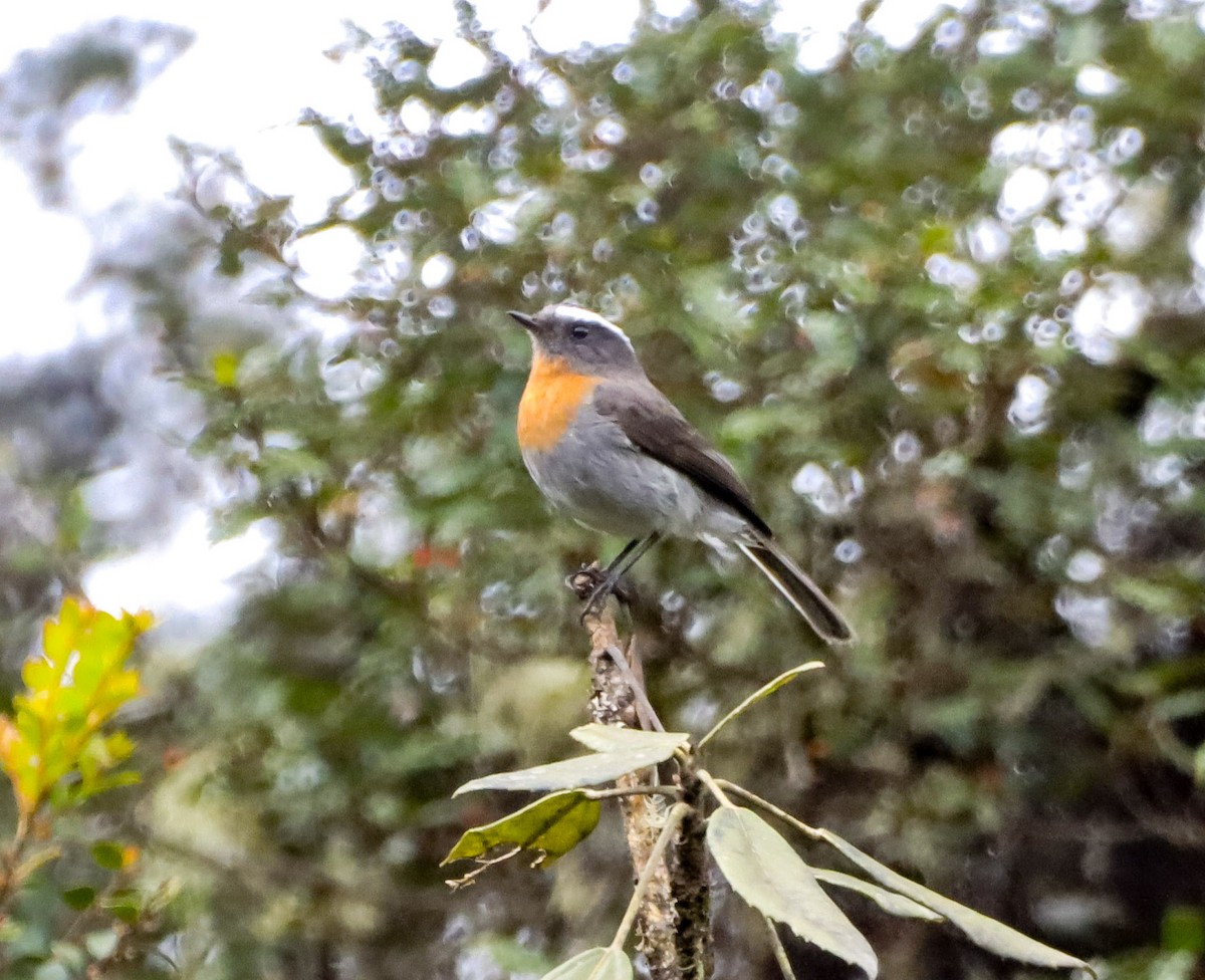 Rufous-breasted Chat-Tyrant - ML643585435