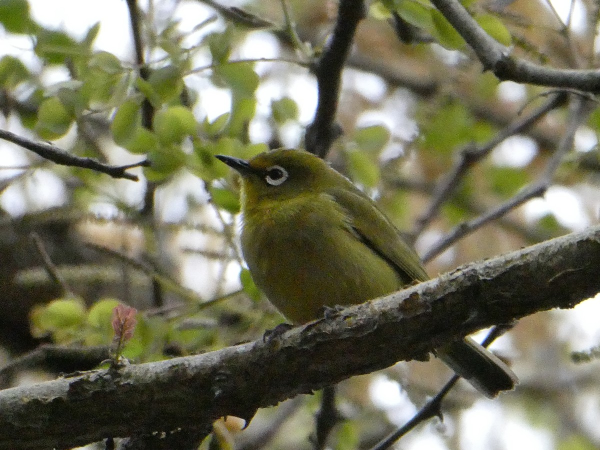 Cape White-eye - ML643585439