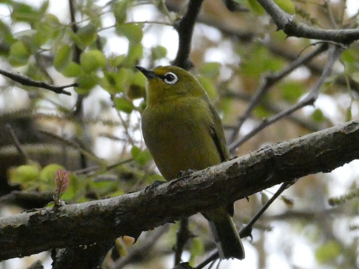 Cape White-eye - ML643585440