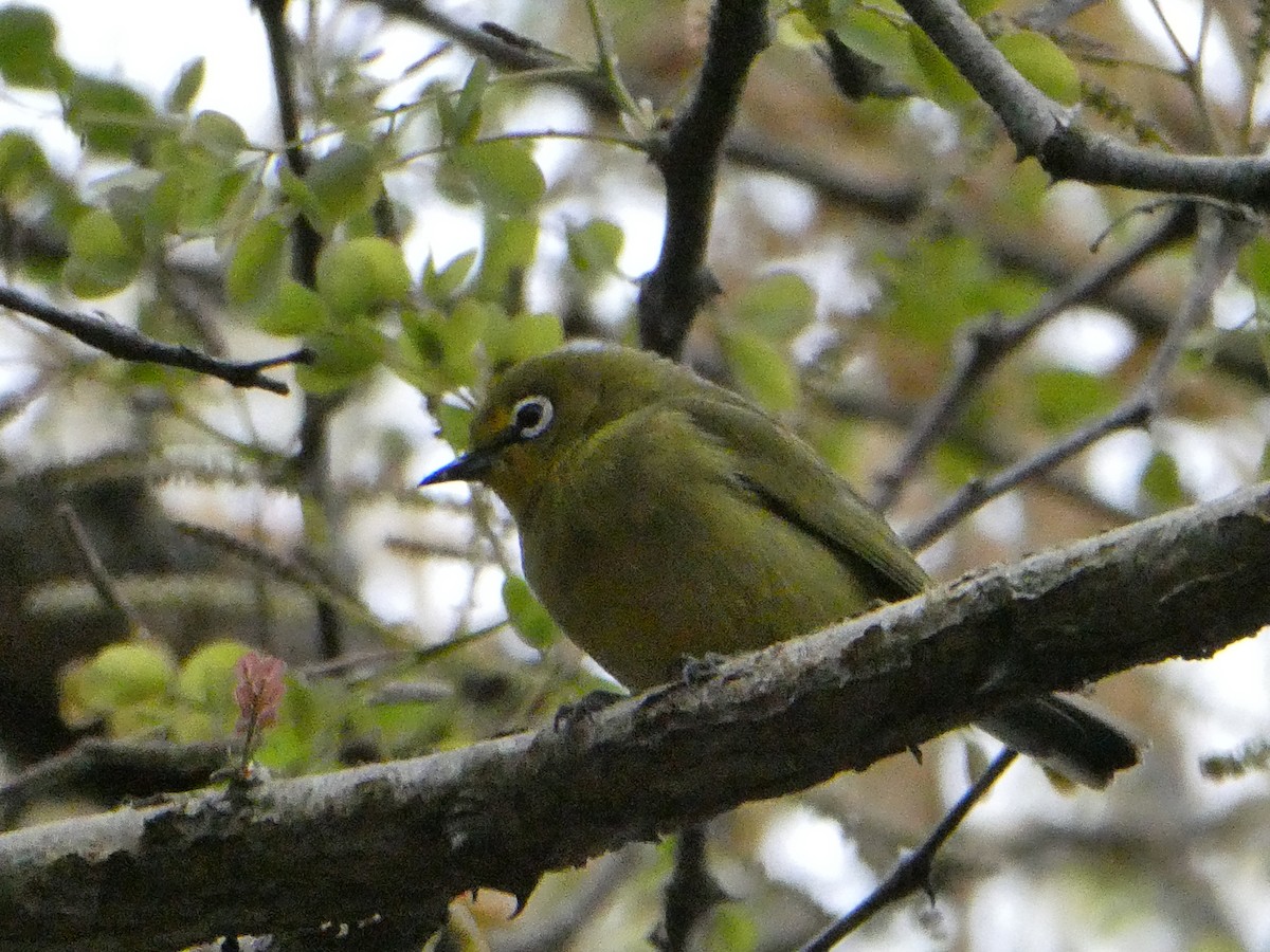 Cape White-eye - ML643585441