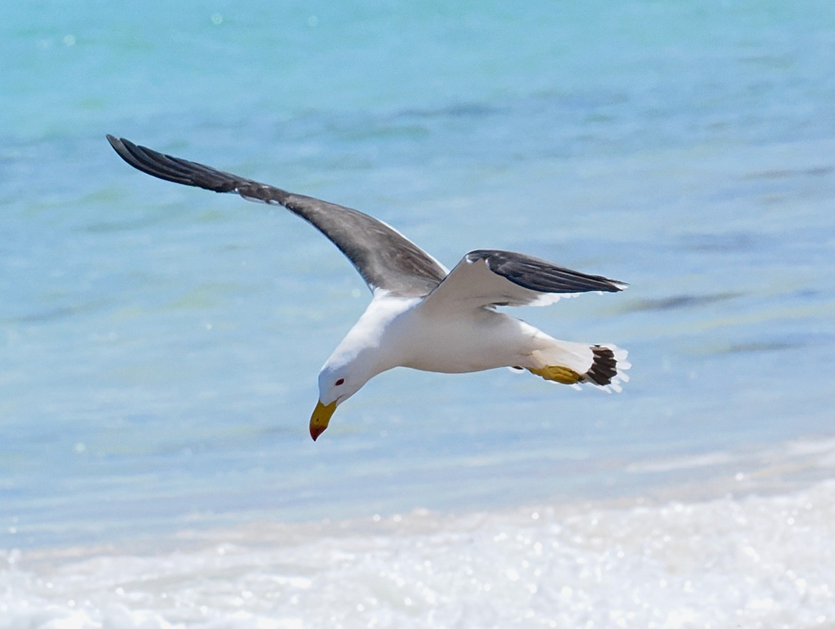 Pacific Gull - ML643585443