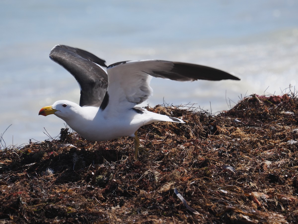 Pacific Gull - ML643585444