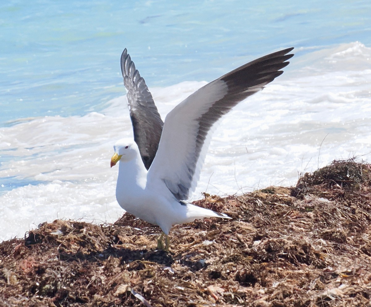Pacific Gull - ML643585445