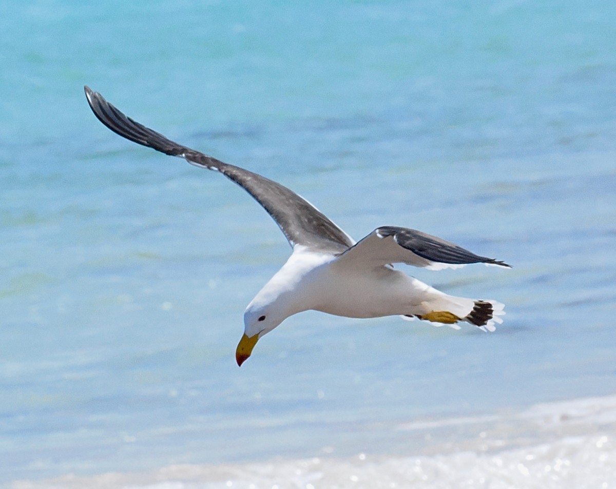 Pacific Gull - ML643585446