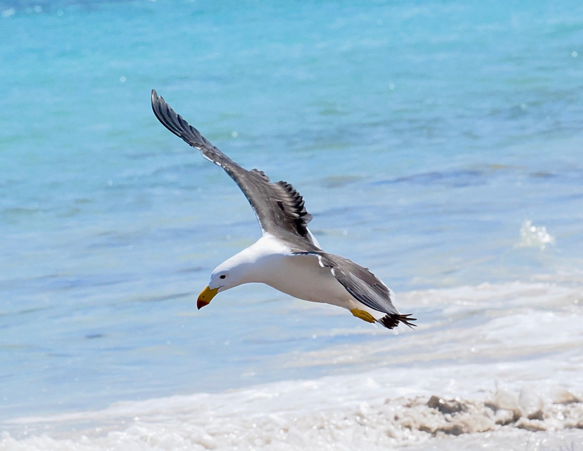 Pacific Gull - ML643585447
