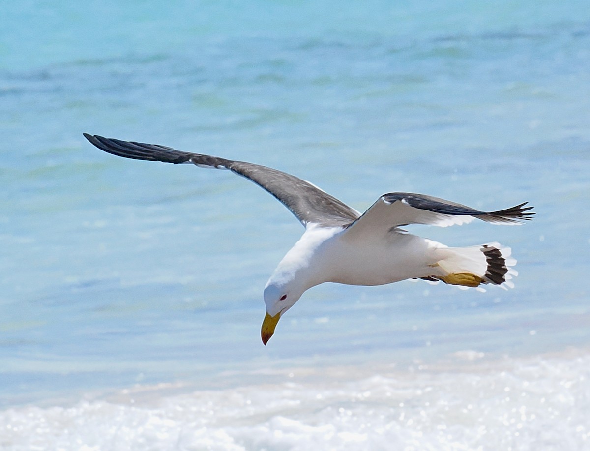 Pacific Gull - ML643585448