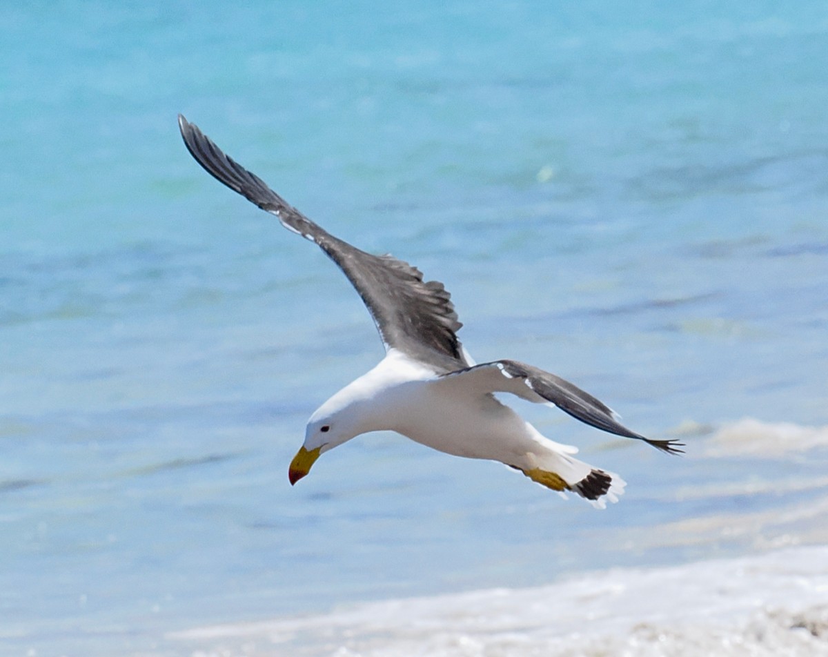 Pacific Gull - ML643585449