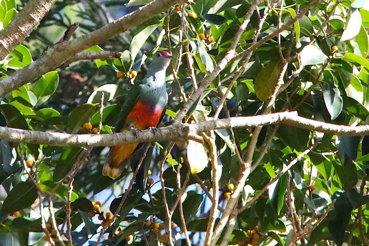 Rose-crowned Fruit-Dove - ML643585450
