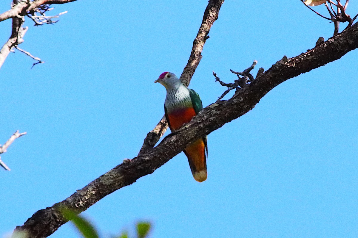 Rose-crowned Fruit-Dove - ML643585451