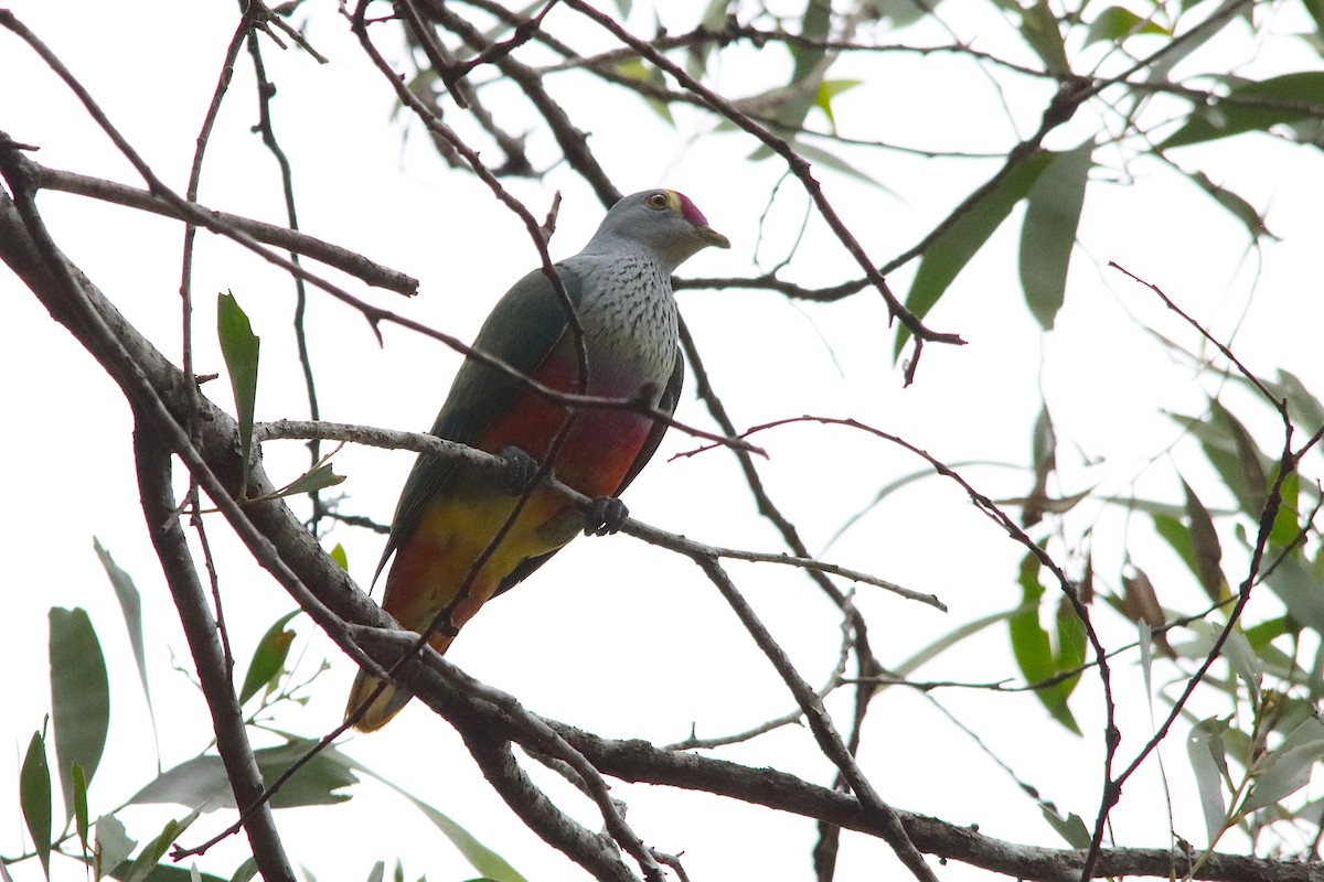 Rose-crowned Fruit-Dove - ML643585452