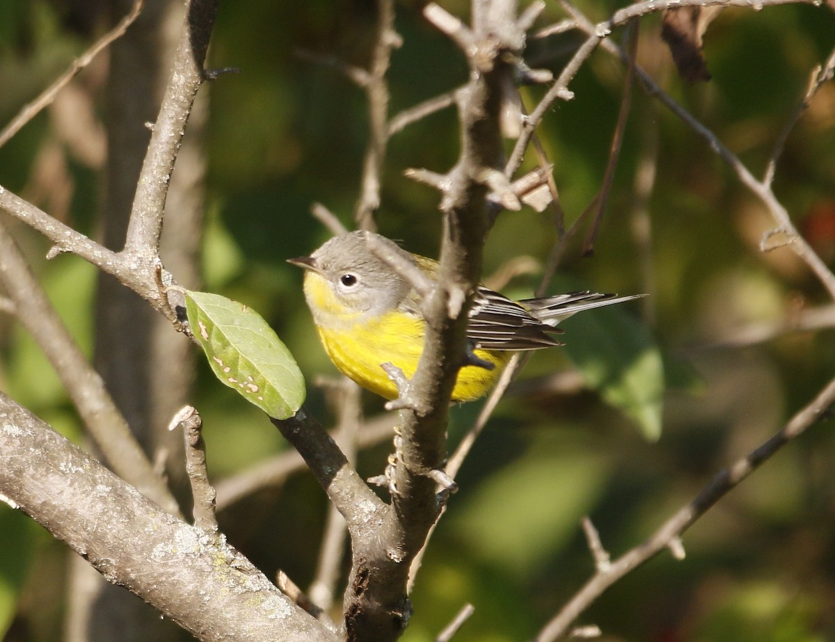 Magnolia Warbler - ML643585455