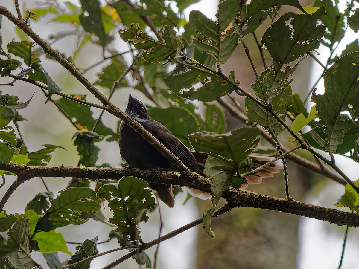 White-throated Fantail - ML643585460