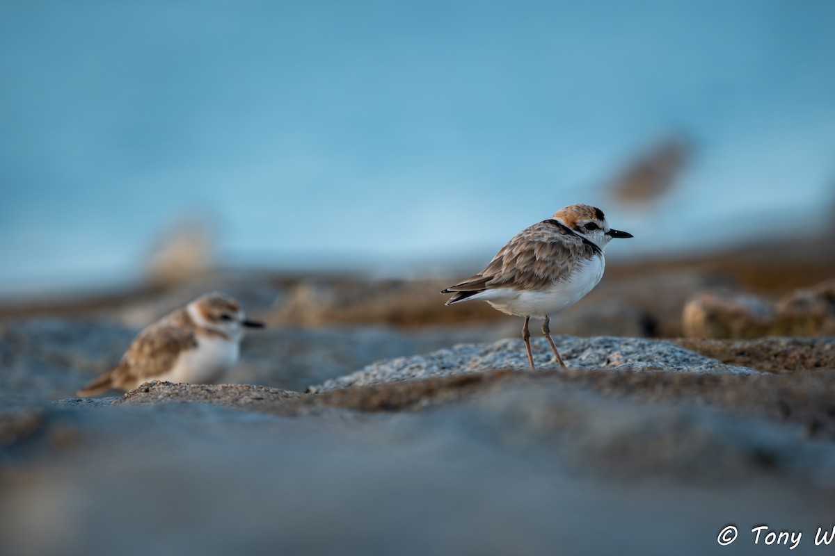 Malaysian Plover - ML643585461