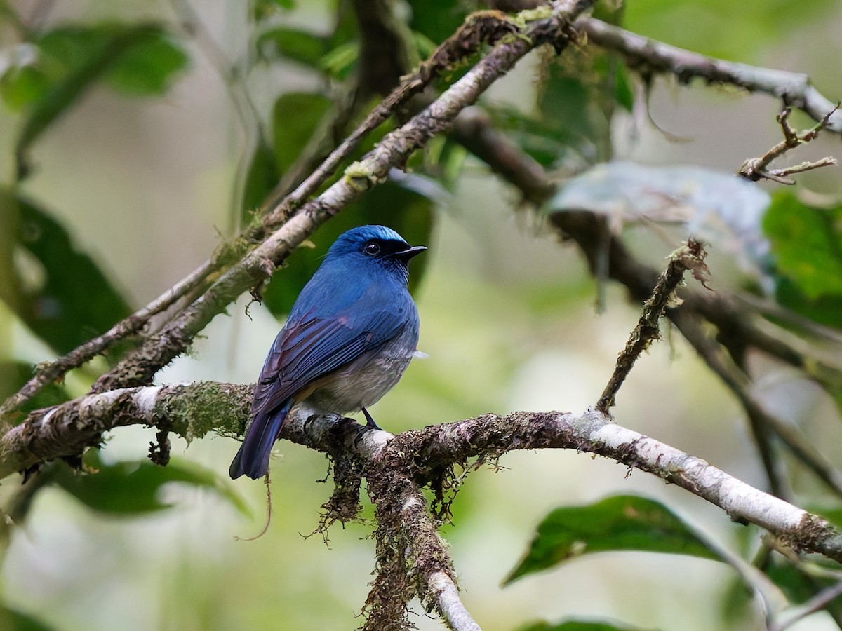 Indigo Flycatcher - ML643585464