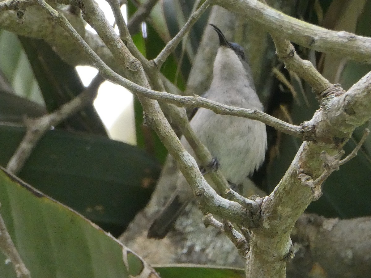 Mouse-colored Sunbird - ML643585465