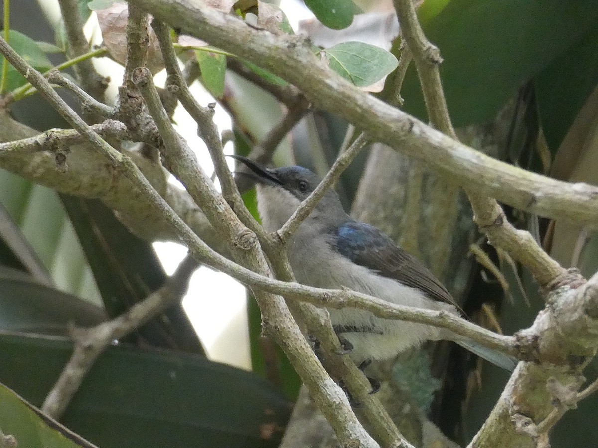 Mouse-colored Sunbird - ML643585467