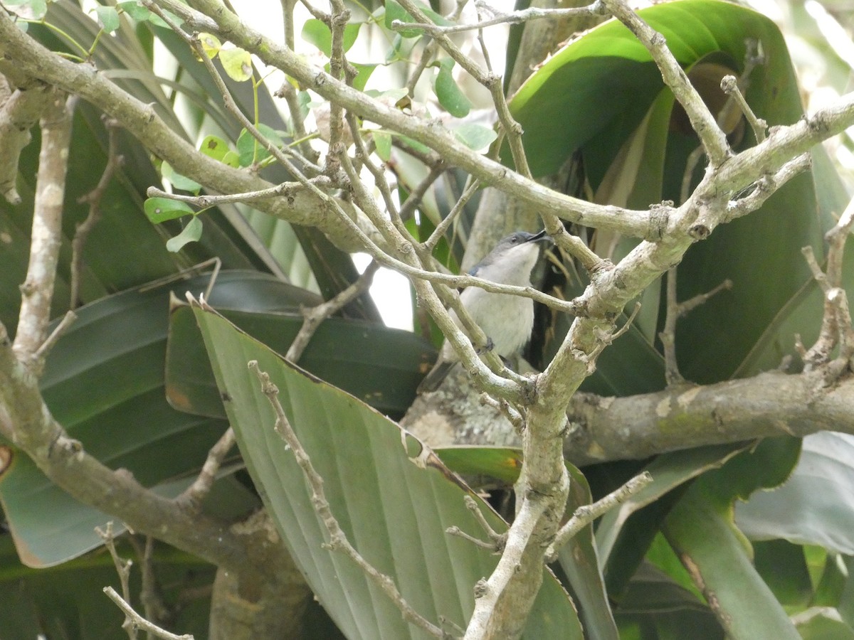 Mouse-colored Sunbird - ML643585468